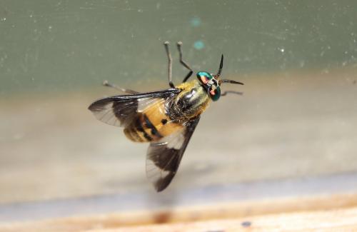 Chrysops viduatus